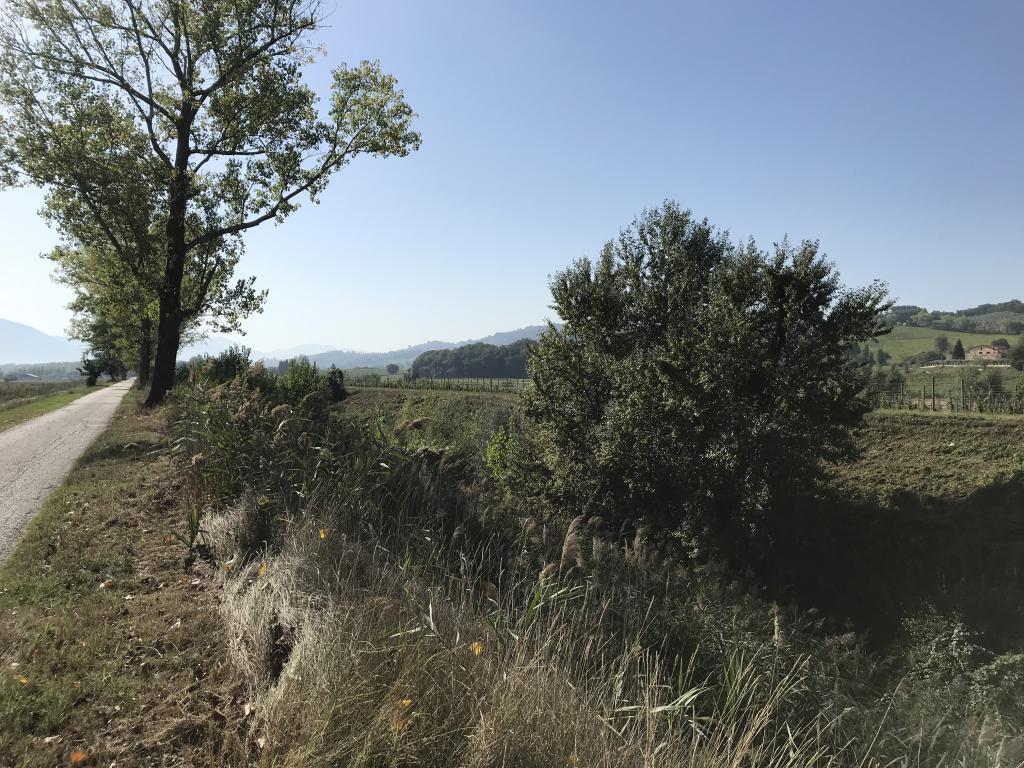  - Fiume Teverone: inizio sfalcio in destra orografica nel tratto compreso tra ponte Ruscitolo in loc. Torre di Montefalco e lo Sportone Maderno.